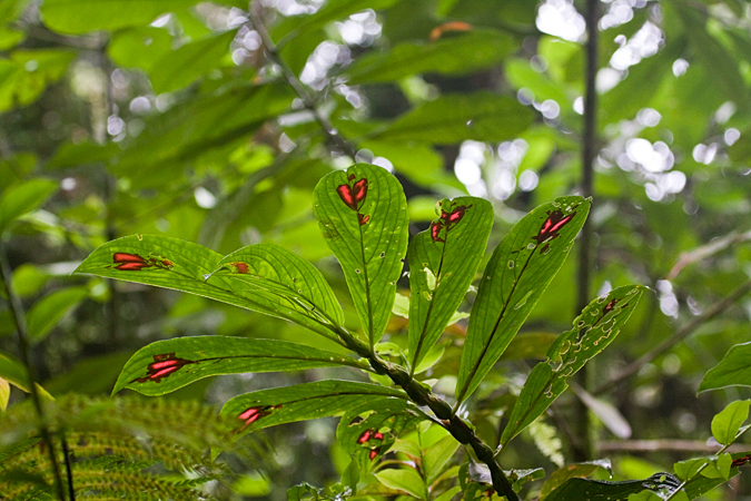 Costa Rican Plant, Braulio Carrillo National Park, Costa Rica by Richard L. Becker