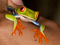 Red-eyed Tree Frog