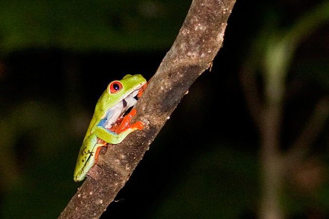 Red-eyed Tree Frog, La Selva Biological Station, Costa Rica by Richard L. Becker