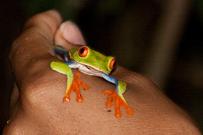 Red-eyed Tree Frog, La Selva Biological Station, Costa Rica by Richard L. Becker