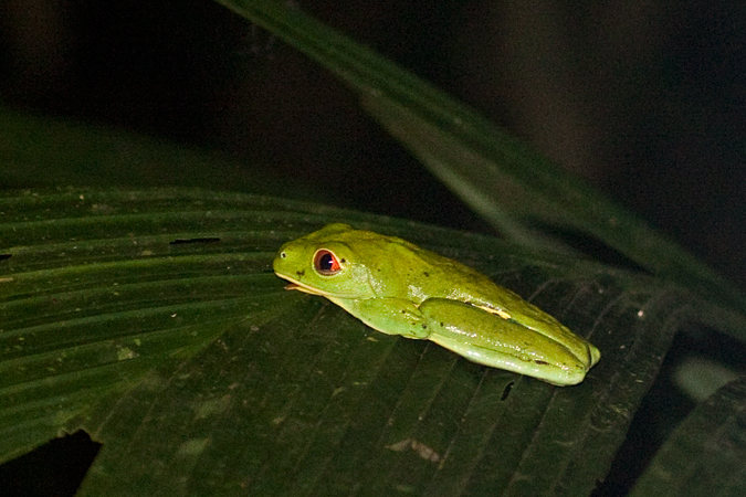 Red-eyed Tree Frog, La Selva Biological Station, Costa Rica by Richard L. Becker