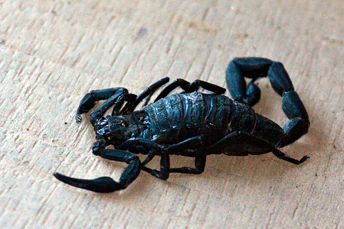 Scorpion, La Colina, Costa Rica