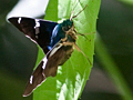 Skipper, Costa Rica