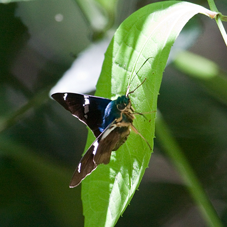 Costa Rican Skipper, Las Heliconias, Costa Rica