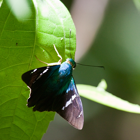 Costa Rican Skipper, Las Heliconias, Costa Rica