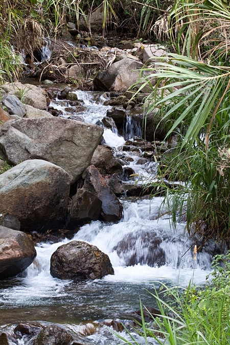 Costa Rican Stream, Kiri Mountain Lodge, Costa Rica by Richard L. Becker