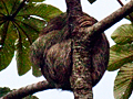 Three-toed Sloth