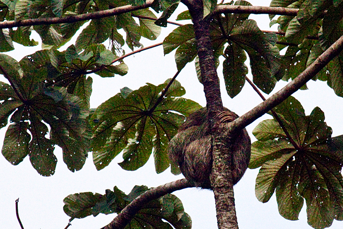 Three-toed Sloth, La Selva Biological Station, Costa Rica by Richard L. Becker