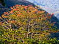 Erythrina in the Fabaceae