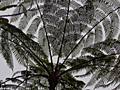 Tree Fern