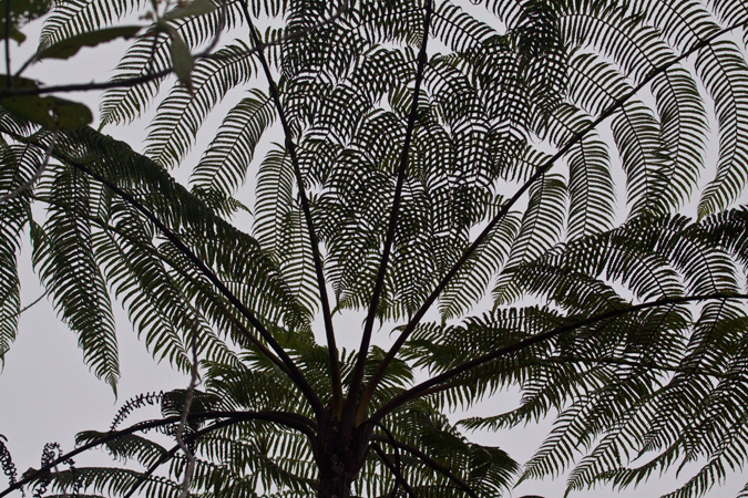 Tree Fern, Mirador Valle de General, Costa Rica by Richard L. Becker