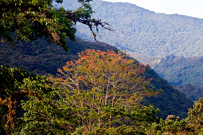 Costa Rican Tree-Erythrina in the Fabaceae, Kiri Mountain Lodge, Costa Rica by Richard L. Becker