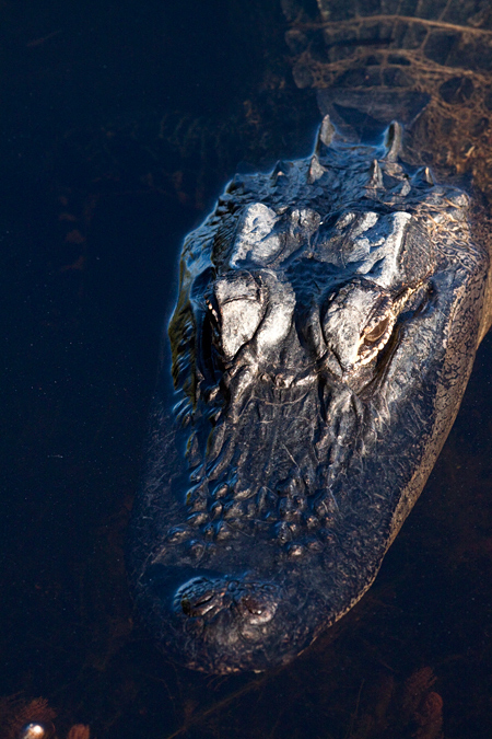 American Alligator, Merritt Island National Wildlife Refuge, Florida