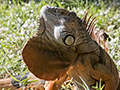 Iguana