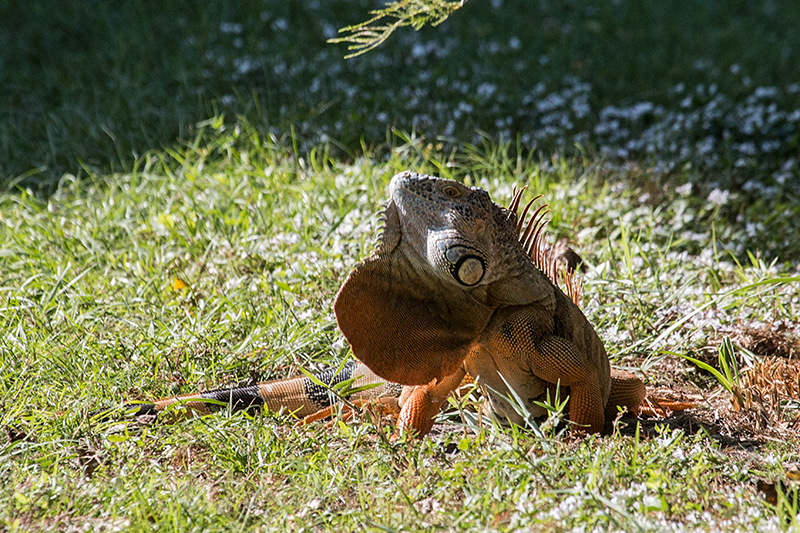 Iguana, Wakodahatchee Wetlands, Delray Beach, Florida