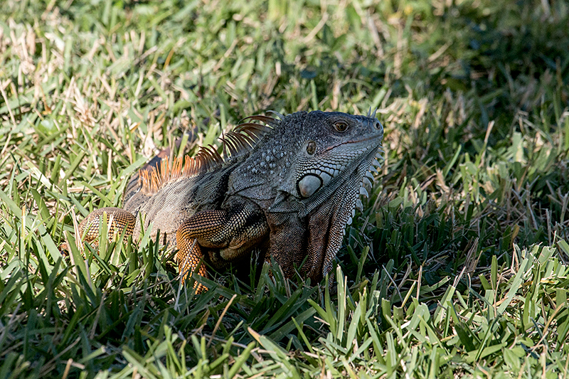 Iguana at Baptist Hospital, Miami, Florida