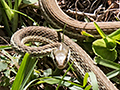 Eastern Coachwhip