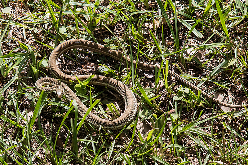 Eastern Coachwhip, Cumberland Island National Seashore, Georgia