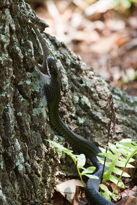 Black Racer Eating Brown Anole, Jacksonville, Florida