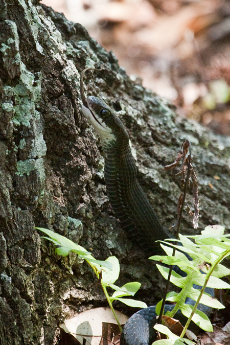 Black Racer Eating Brown Anole, Jacksonville, Florida