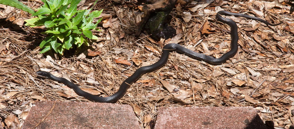 Black Racer, Jacksonville, Florida