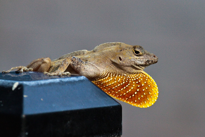 Brown Anole, Jacksonville, Florida