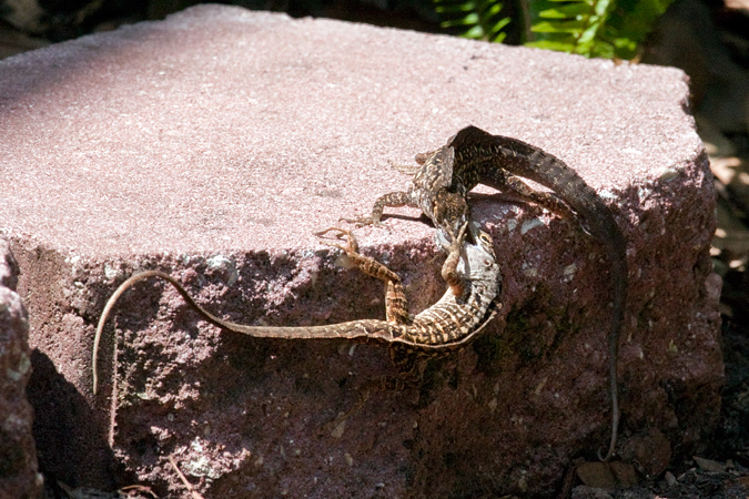 Battling Brown Anoles, Jacksonville, Florida