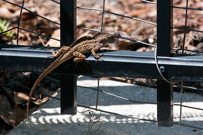 Battling Brown Anoles, Jacksonville, Florida