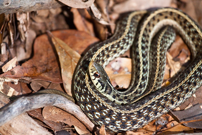 Garter Snake, Jacksonville, Florida