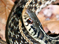 Garter Snake