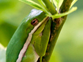 Green Treefrog