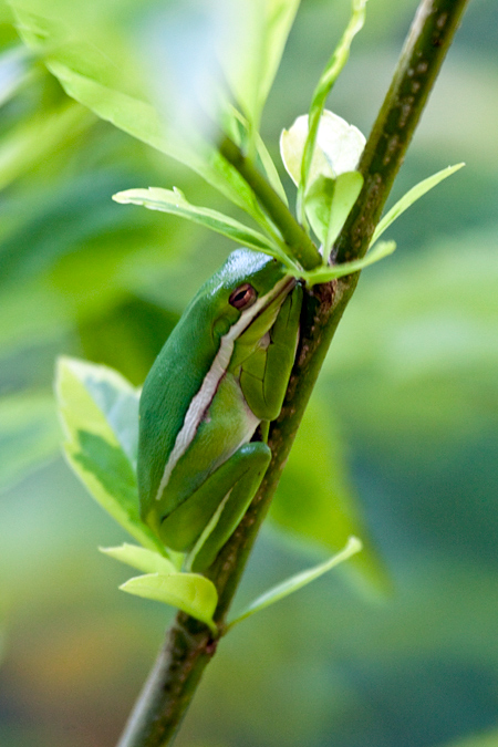 Green Treefrog, Jacksonville, Florida