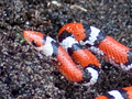 Scarlet Snake