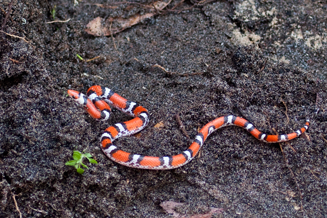 Scarlet Snake, Jacksonville, Florida