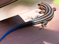 Southeastern Five-lined Skink