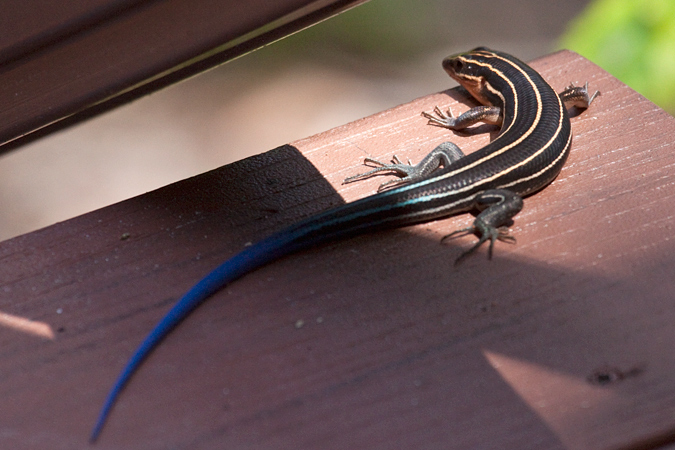 Southeastern Five-lined Skink, Jacksonville, Florida