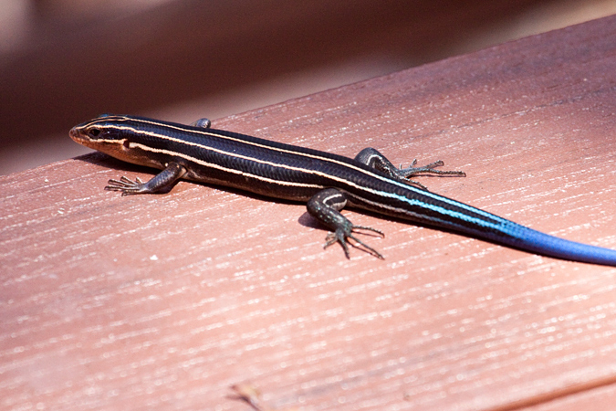 Southeastern Five-lined Skink, Jacksonville, Florida