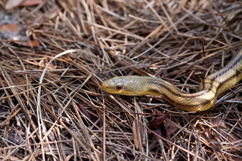 Yellow Rat Snake, Jacksonville, Florida