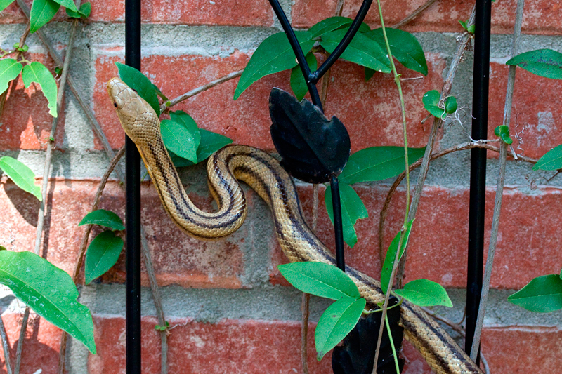 Yellow Rat Snake, Jacksonville, Florida