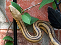 Yellow Rat Snake