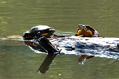 Eastern Painted Turtle, Wellfleet Bay Wildlife Sanctuary, Cape Cod, Massachusetts