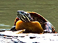 Eastern Painted Turtle