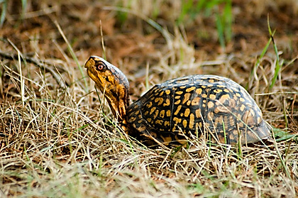 Box Turtle at Brigantine (Edwin B. Forsythe) NWR, New Jersey