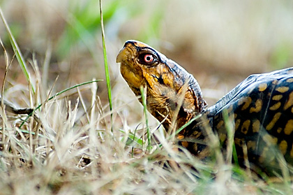 Box Turtle at Brigantine (Edwin B. Forsythe) NWR, New Jersey