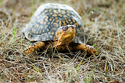 Box Turtle at Brigantine (Edwin B. Forsythe) NWR, New Jersey