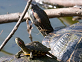 Red-eared Slider