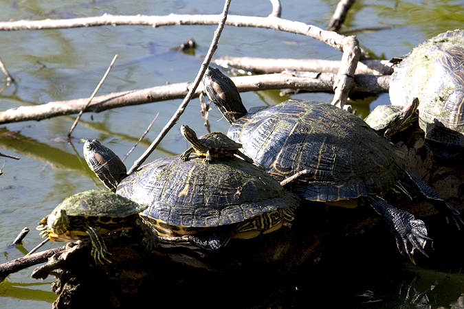 Red-eared Slider, Paradise Pond, Port Aransas, Texas