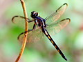 Bar-winged Skimmer, Jacksonville, Florida