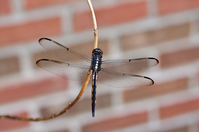 Bar-winged Skimmer, Jacksonville, Florida by Richard L. Becker