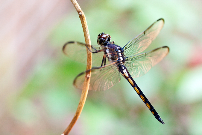 Bar-winged Skimmer, Jacksonville, Florida by Richard L. Becker